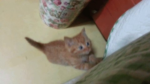 1952313878_d7734ee5.gif