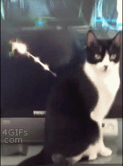 2040943435_cf8a24a7.gif
