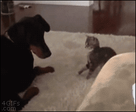 3731246661_6df9cc59_Download_2015_01_23_02_22_00.gif