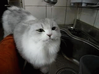 bqPp36R.gif