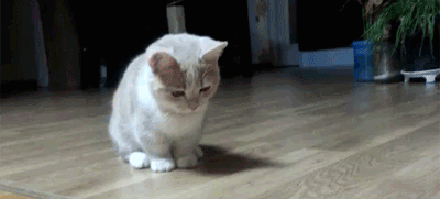esb1xPN.gif
