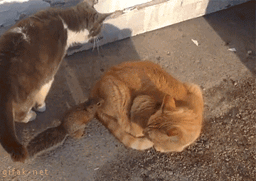 hu_1416262312_5037342334.gif