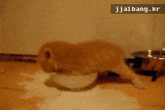 hu_1418371934_1349551436.gif
